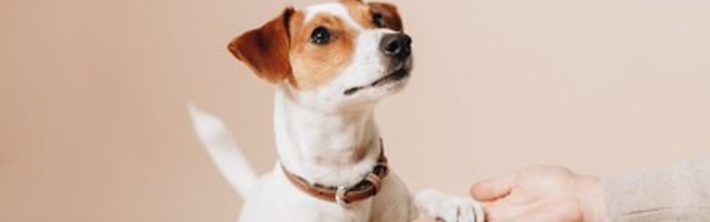 Professioneel nieuwsbrief template 