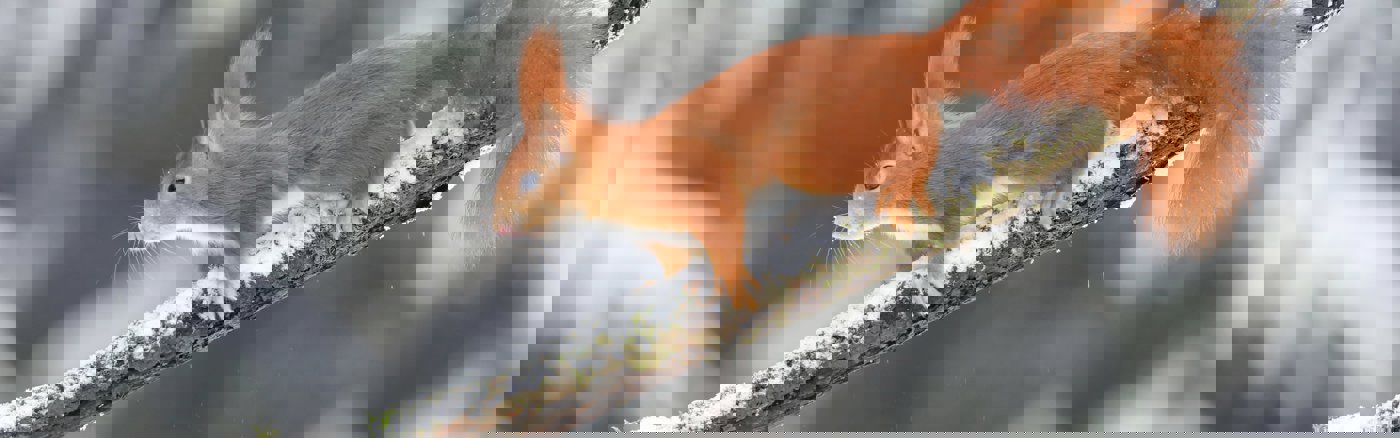 Social Media post templates