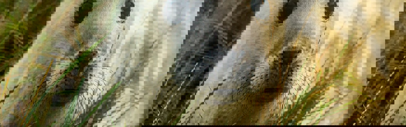 Interim vrijwilliger: Online Marketeer