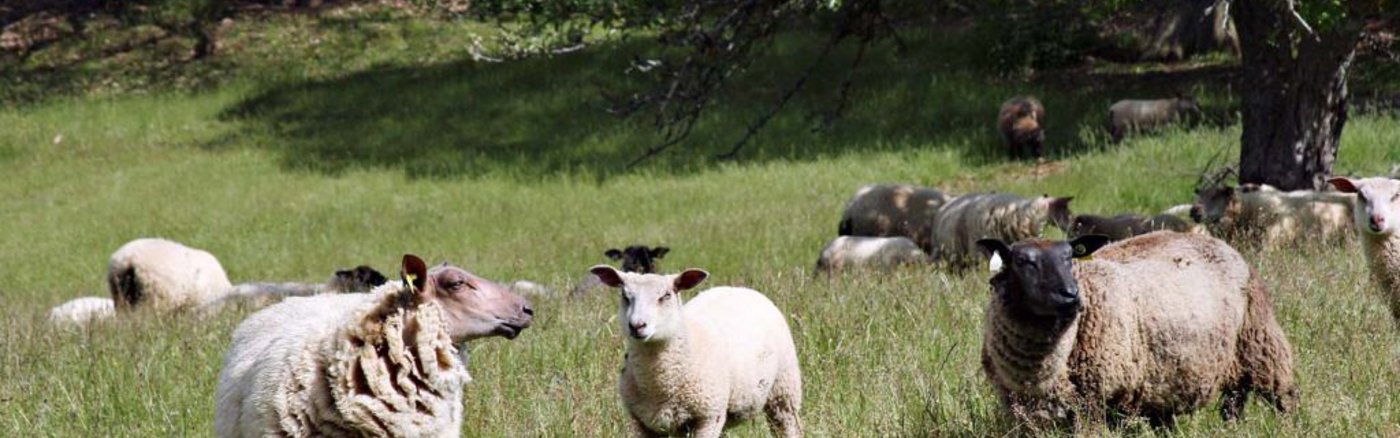 Communicatiestrategie sessies