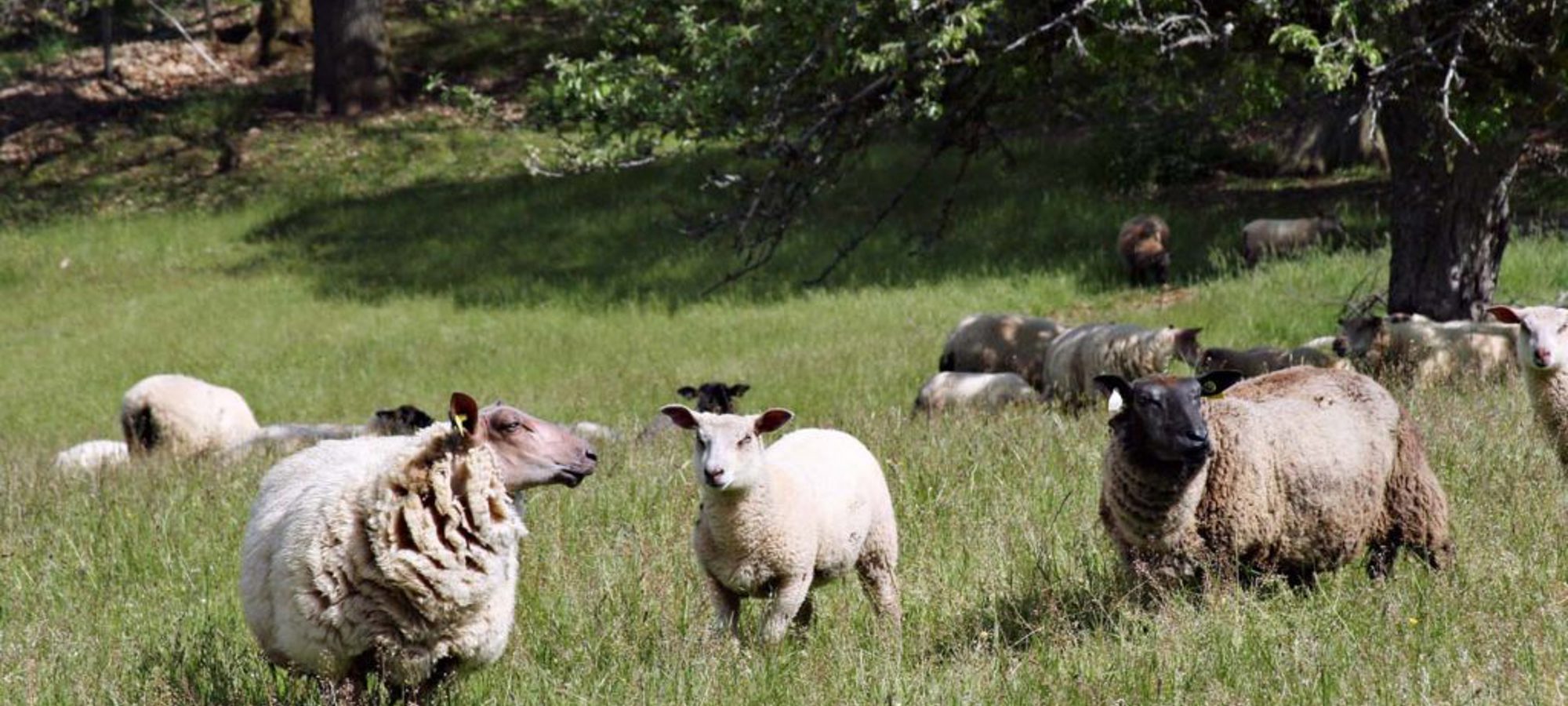 Schapen 1024X751