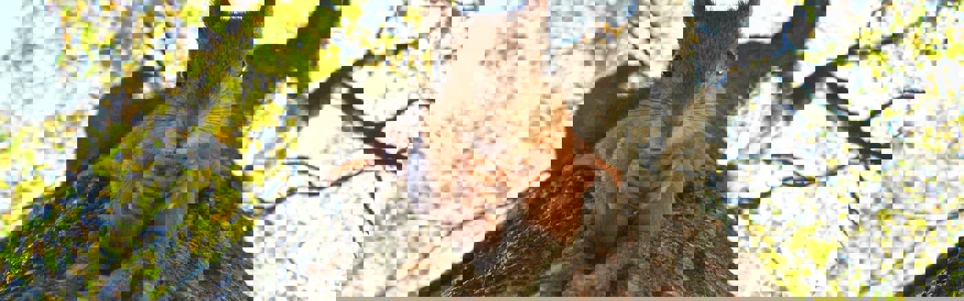 Flexibele Social Media Marketeer