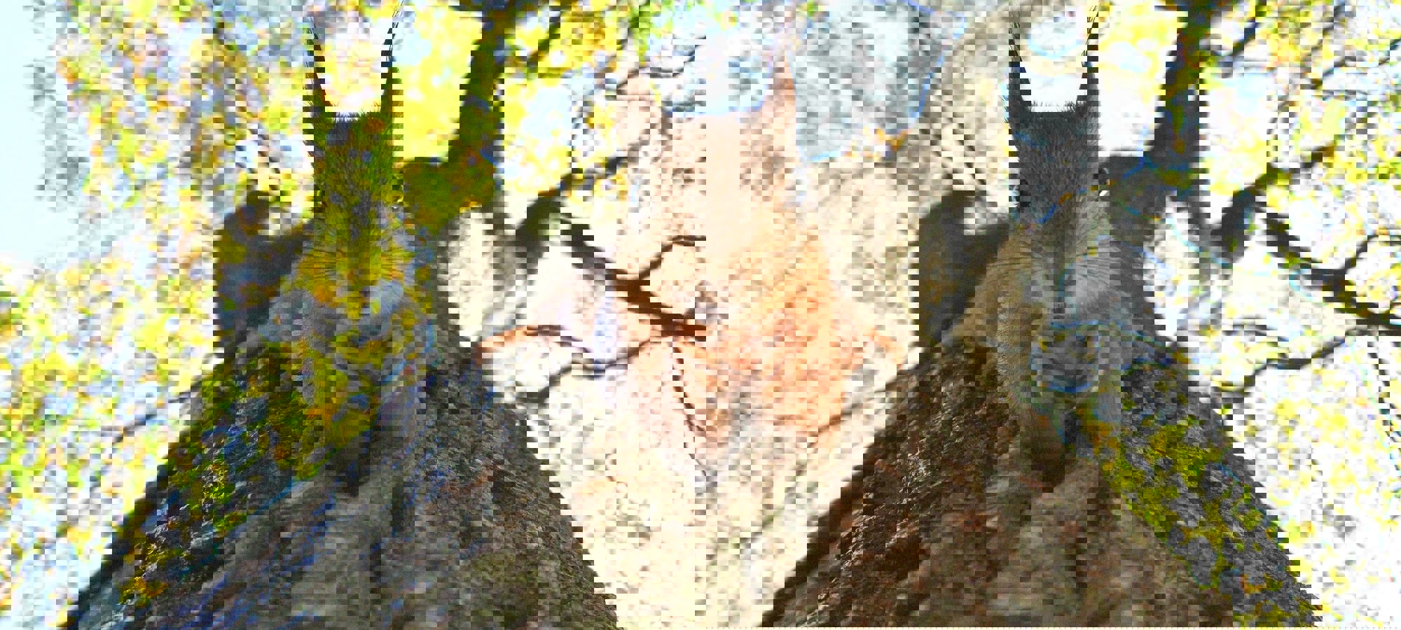 Kulli Kittus Qyt0cpbyjjs Unsplash