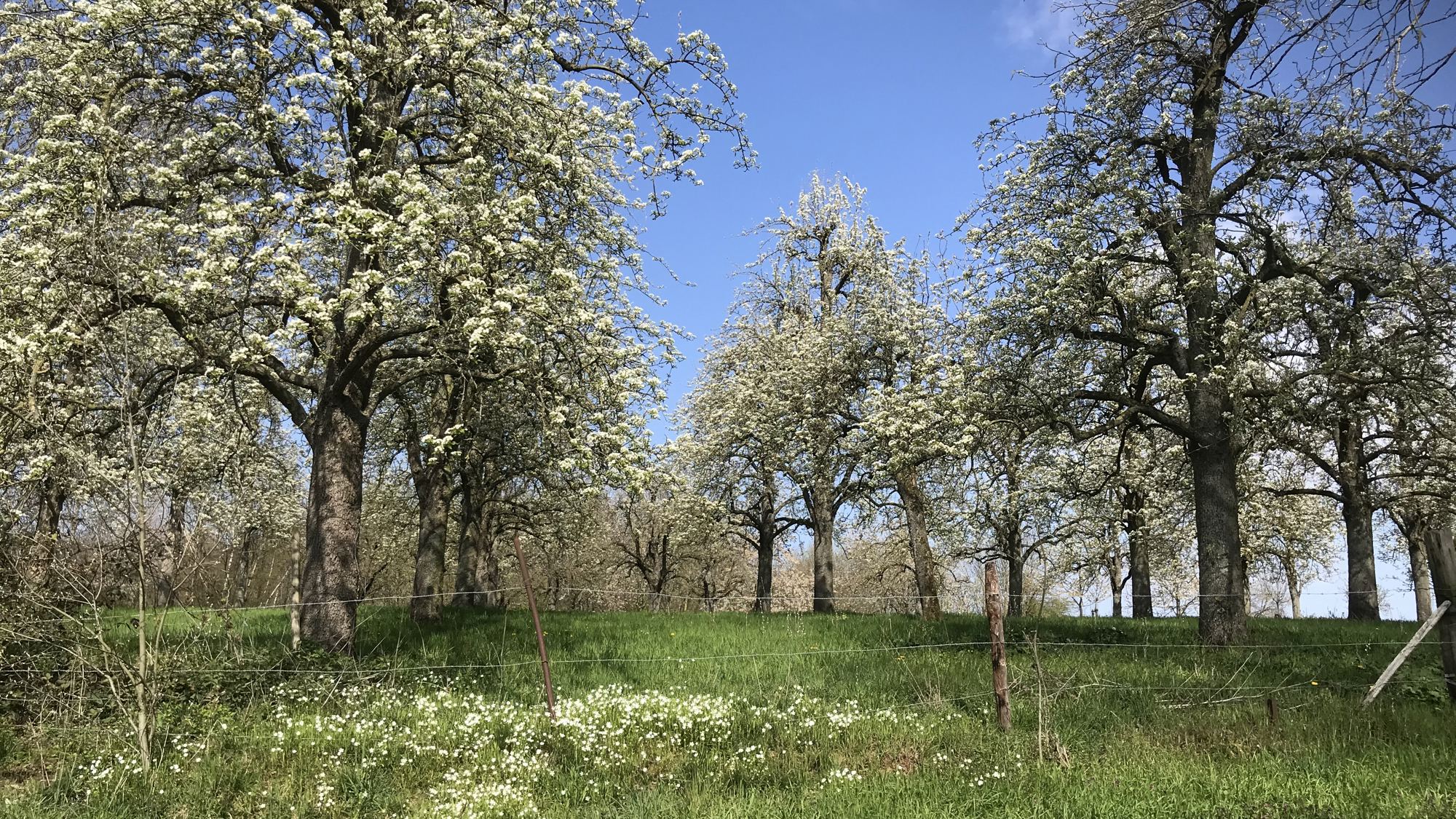 Stichting The Butterfly House