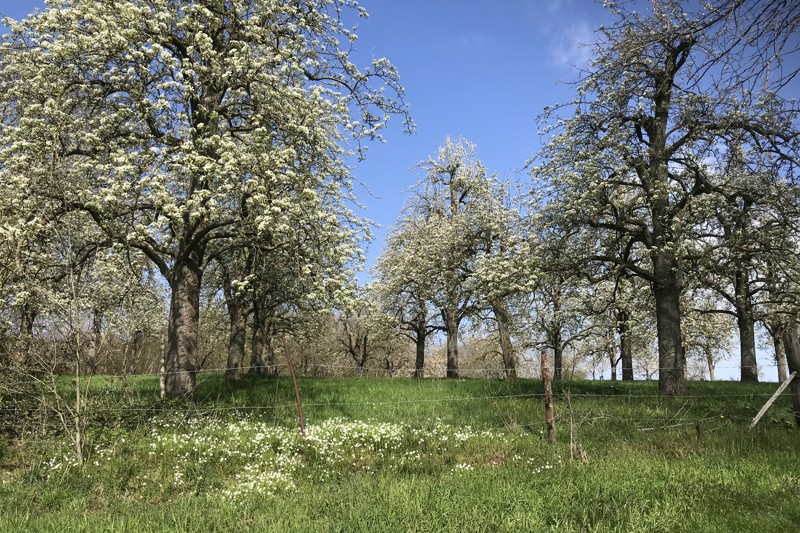 Stichting The Butterfly House