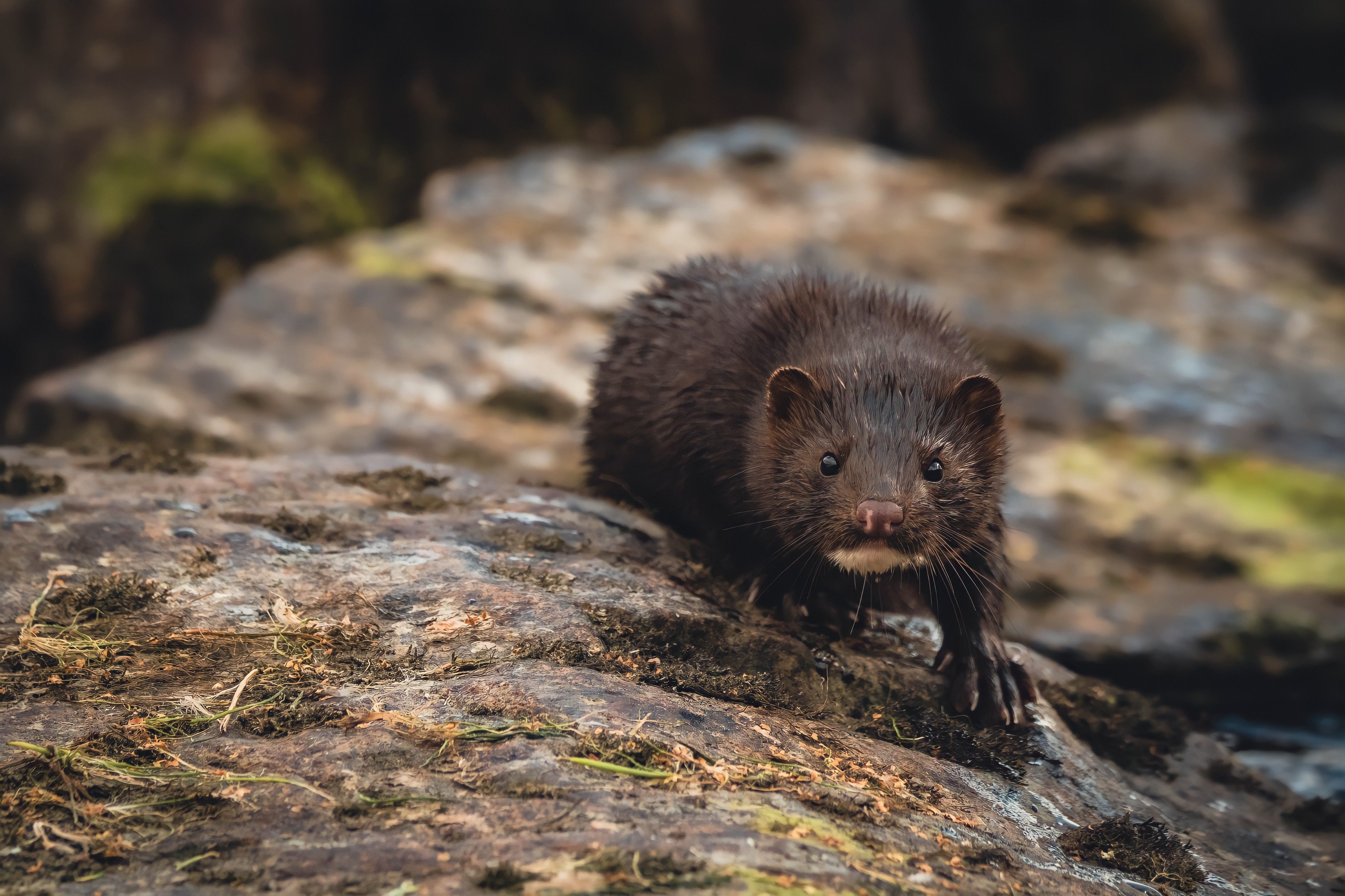 Video 2 juni in Pakhuis de Zwijger tegen bont