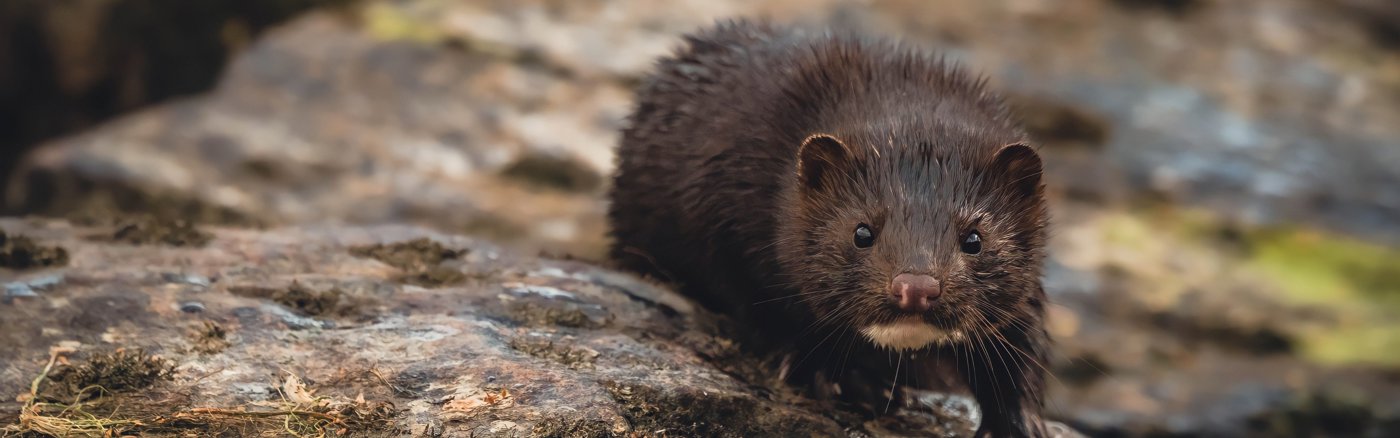 Video 2 juni in Pakhuis de Zwijger tegen bont