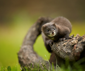 Stichting Bont voor Dieren