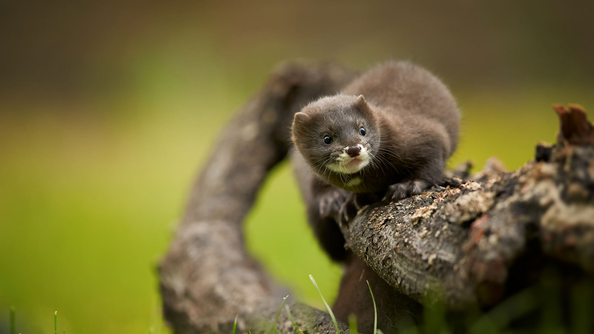 Stichting Bont voor Dieren