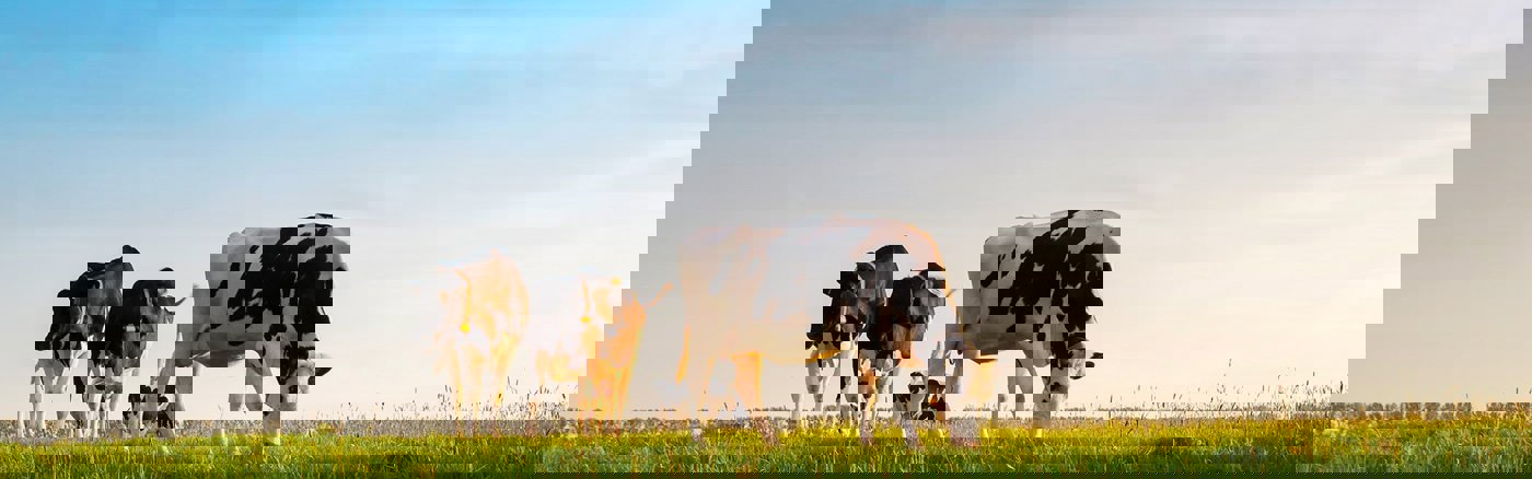 Communicatie strategie