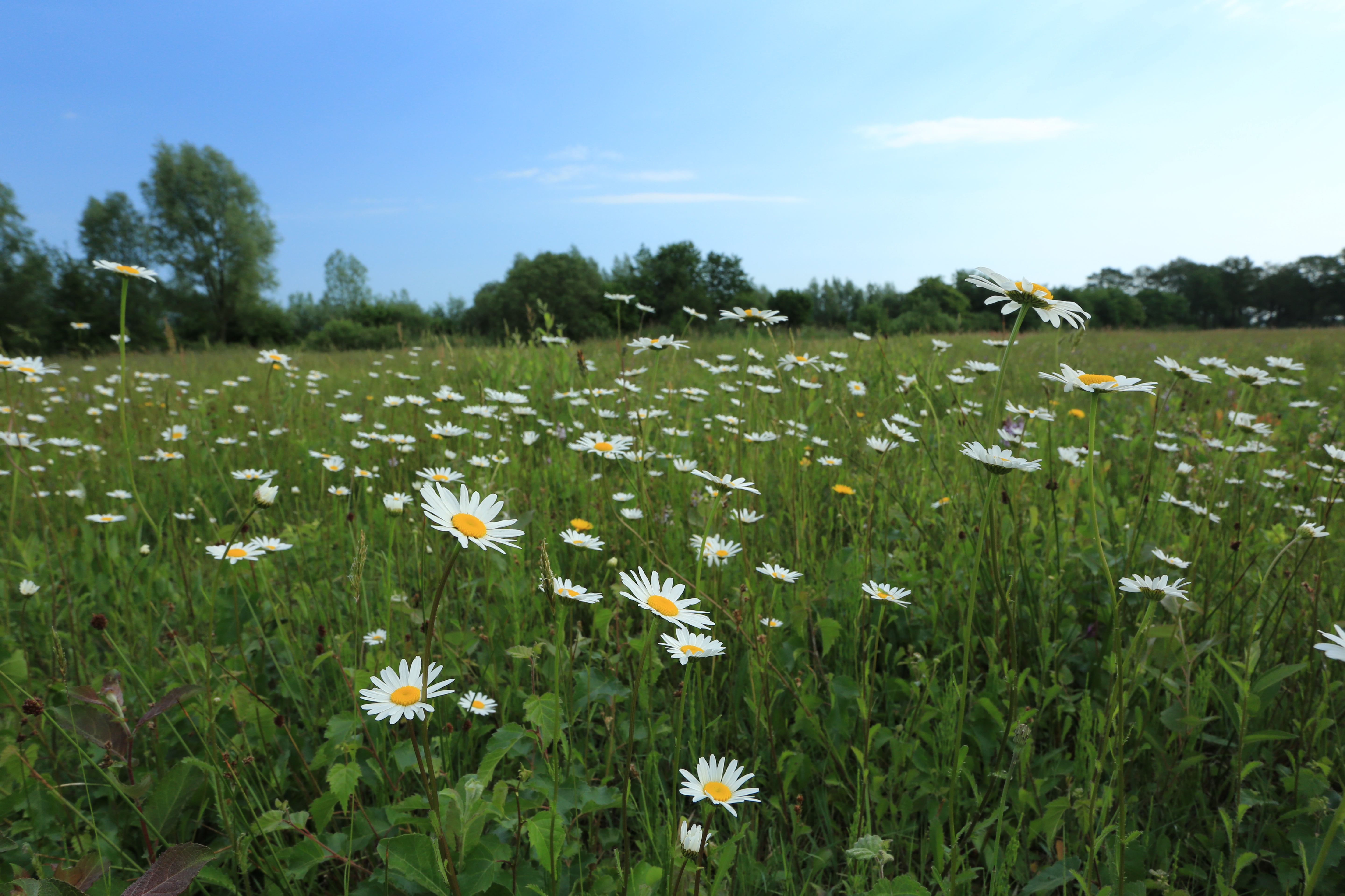 Advocaat van de Aarde