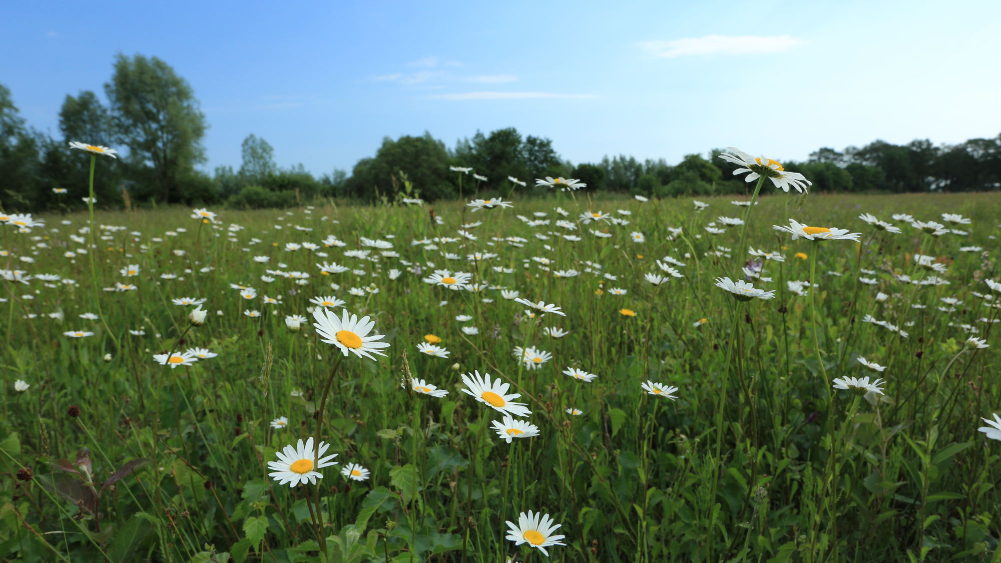 Advocaat van de Aarde