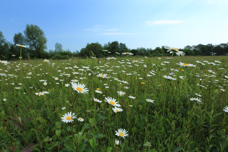 Advocaat van de Aarde
