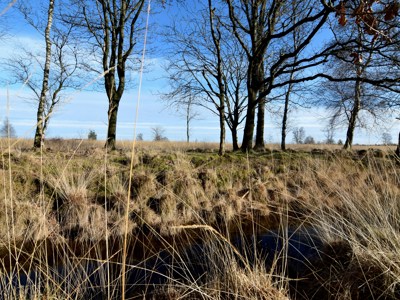 Vrijwilligerswerk in Emmen