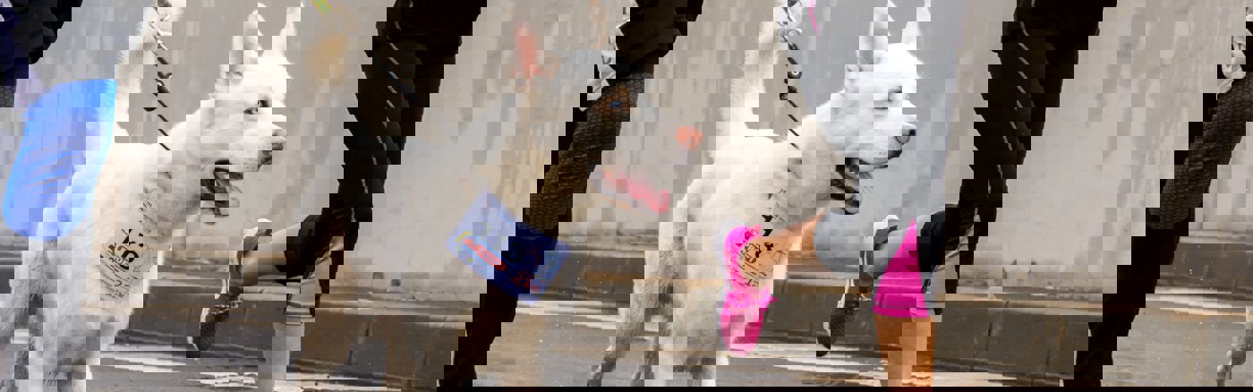 Set-up en training Canva