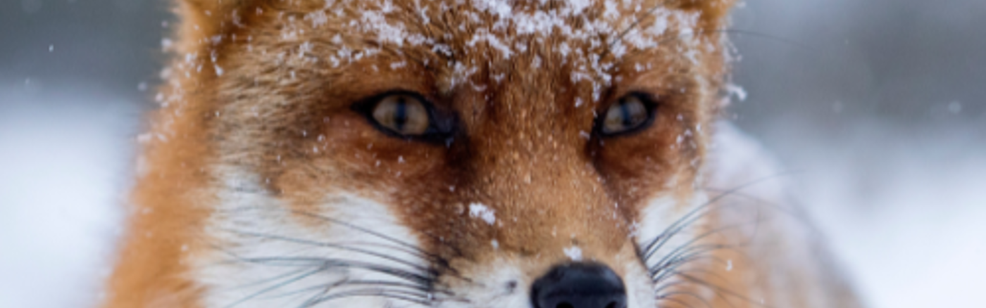 Jaarverslag ontwerpen