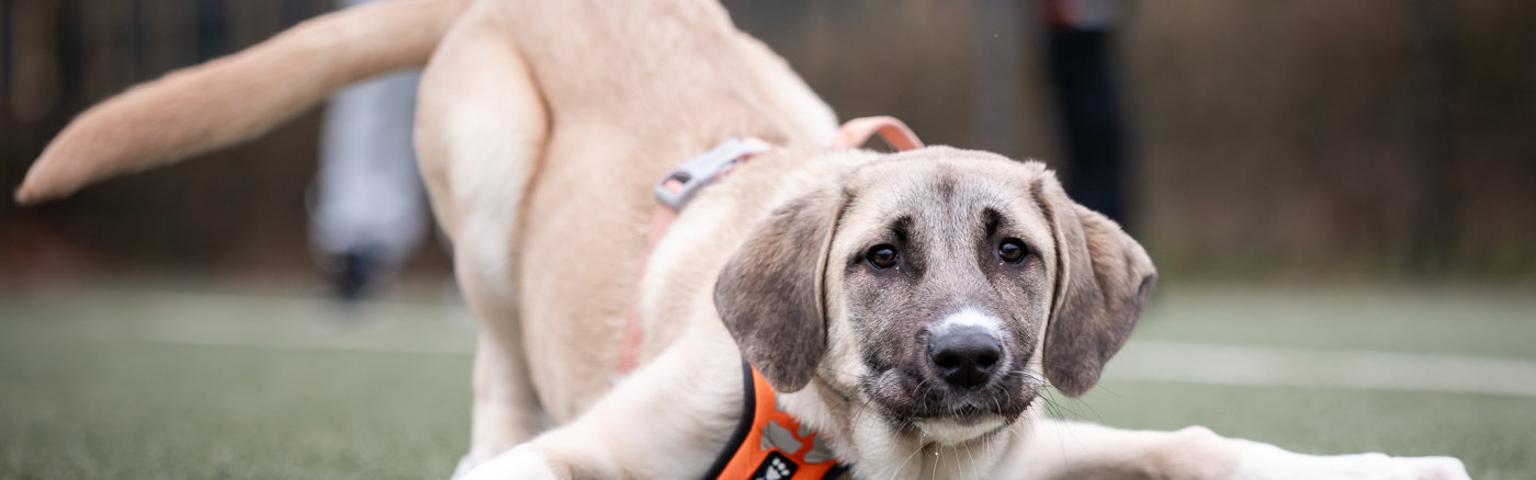 Poster of flyer design