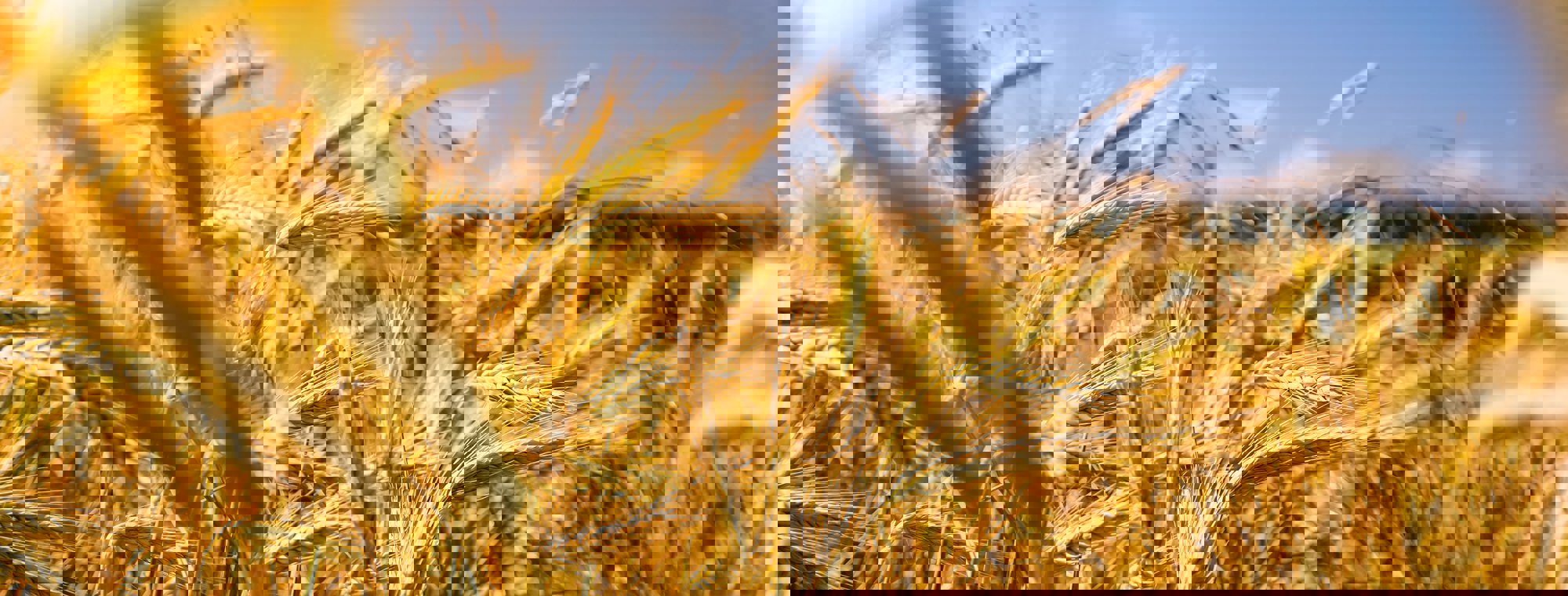 Raphael Rychetsky Li9jfuhqfoy Unsplash