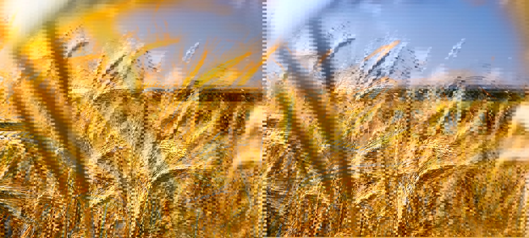 Raphael Rychetsky Li9jfuhqfoy Unsplash