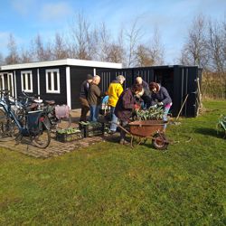 De winterprei wordt geoogst