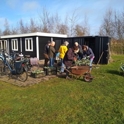 De winterprei wordt geoogst