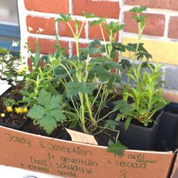 Gifvrij passend plantenpakket