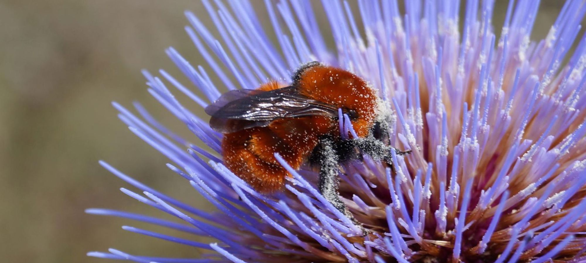bombus_dahlbomii.jpg