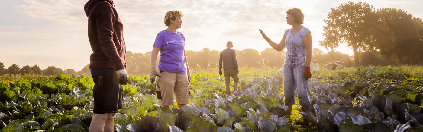 Online Marketing advies