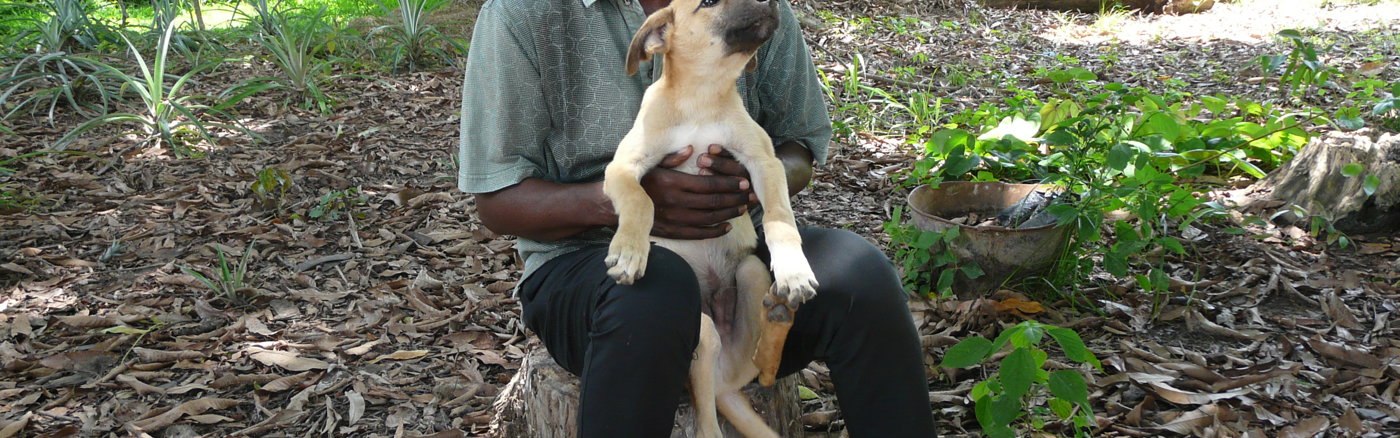 Adviseer en ontwikkel een donateursbestand voor Dierenartsen Zonder Grenzen