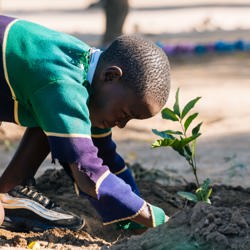 bomen planten bij scholen