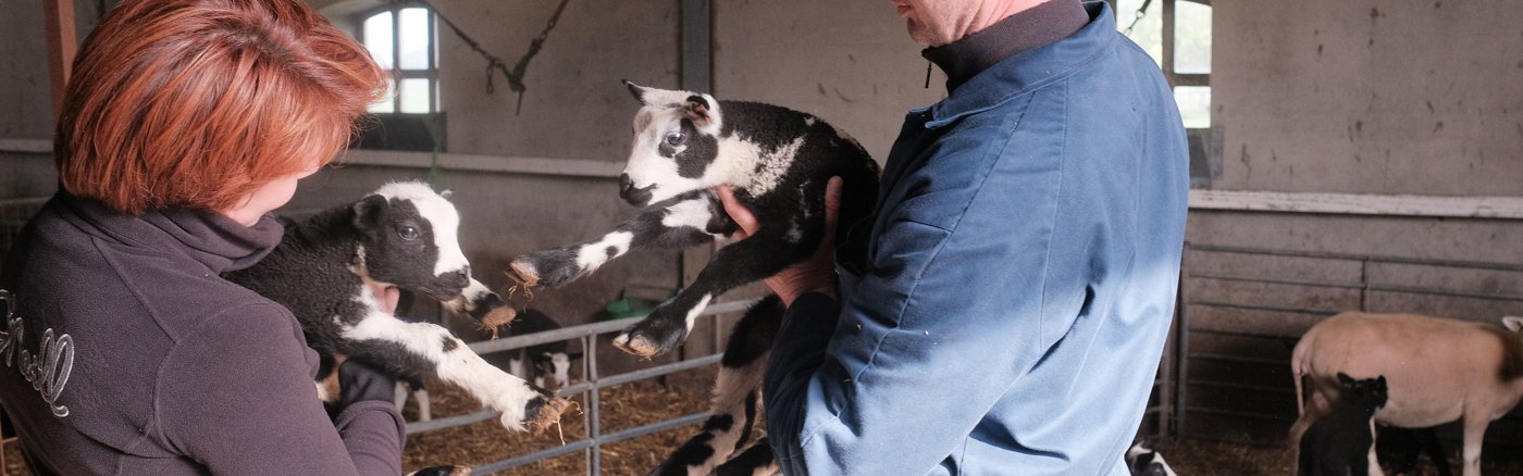 Social Media posts ontwerpen