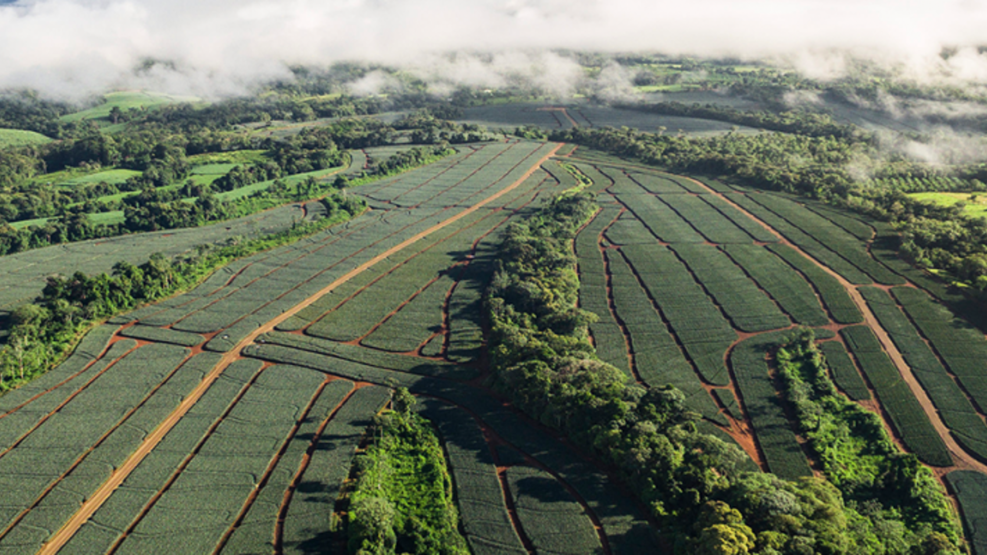 Robin Food Coalition