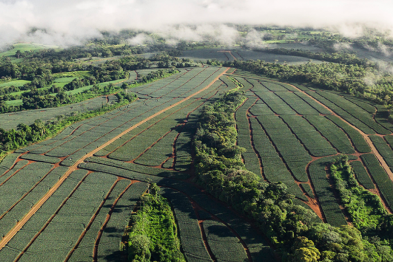 Robin Food Coalition