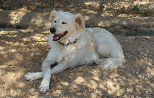 Stray Animal Foundation Platform