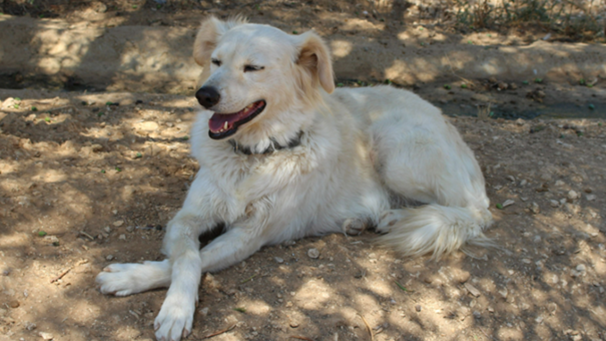 Stray Animal Foundation Platform