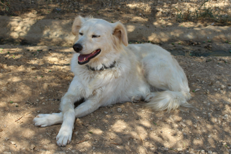 Stray Animal Foundation Platform