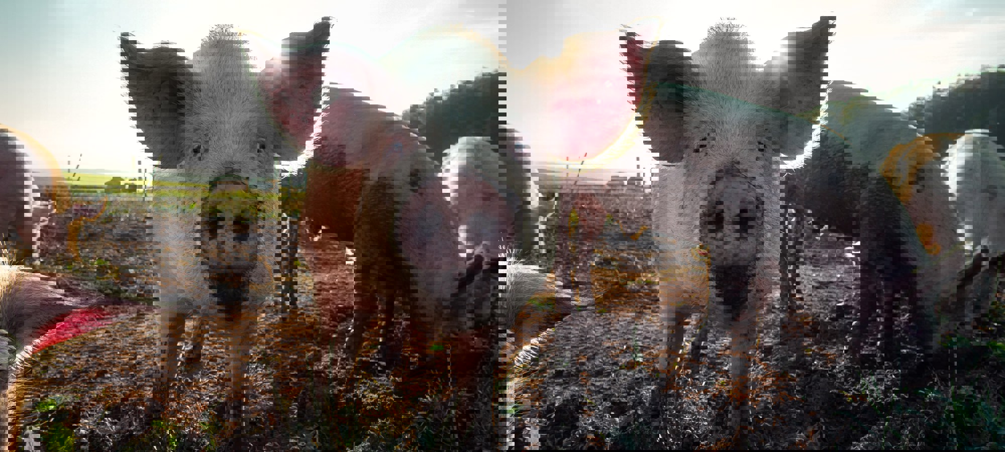 Pascal Debrunner B Zymn E R4 Unsplash