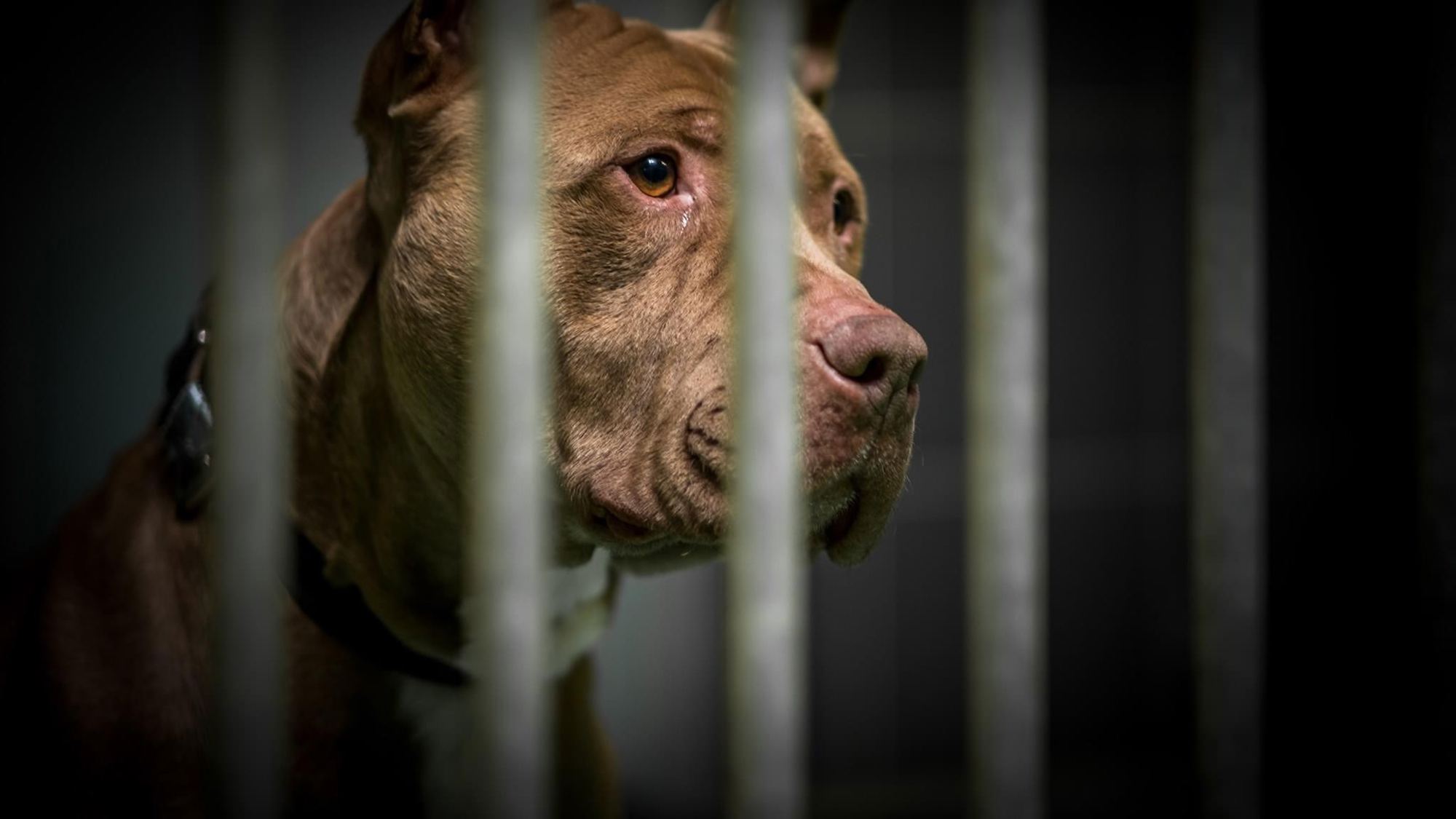 Stichting Hondencampus