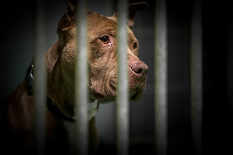 Stichting Hondencampus