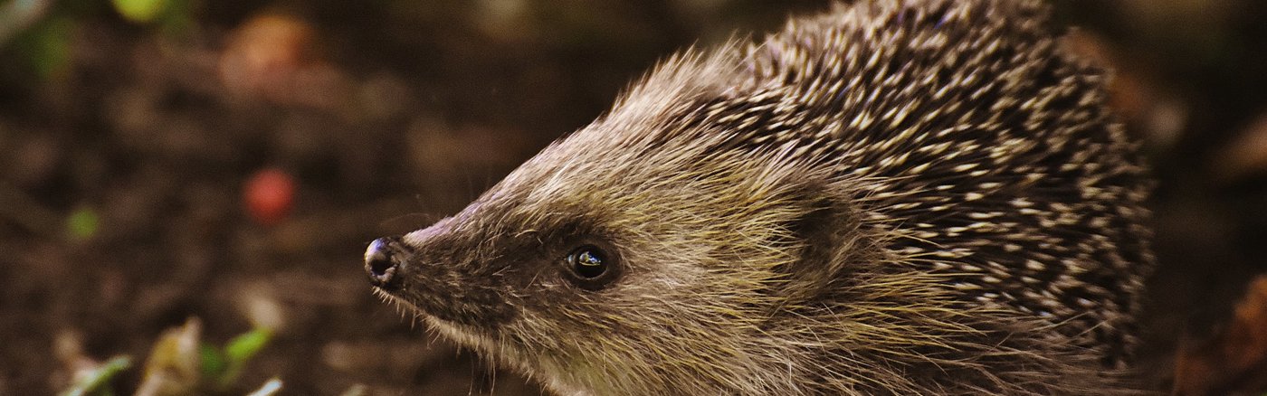 Missie, visie en waarden