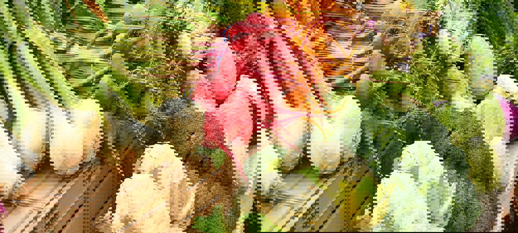 Shelley Pauls Zaiuy5dkeck Unsplash